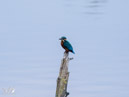 Kingfisher - Zimorodek